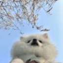 上京的头像