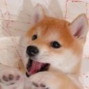 庚的头像